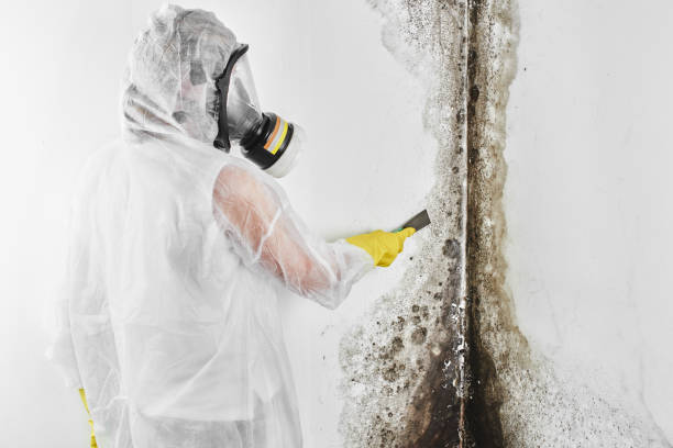 Best Residential Mold Remediation in Shrub Oak, NY