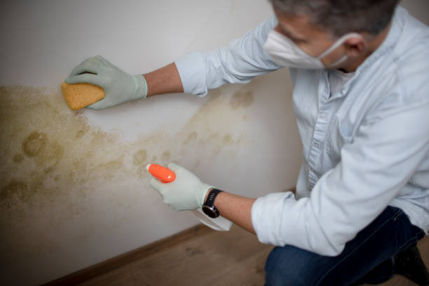 Professional Mold Remediation in Shrub Oak, NY