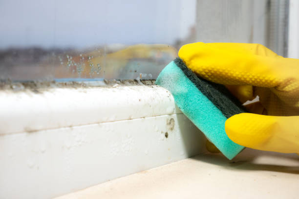 Best Basement Mold Remediation in Shrub Oak, NY
