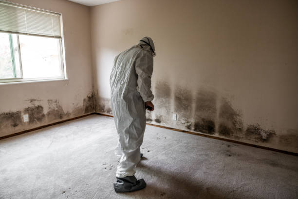 Best Commercial Mold Remediation in Shrub Oak, NY