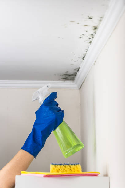 Best DIY Mold Remediation Support Services in Shrub Oak, NY