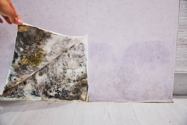 Best Kitchen Mold Remediation in Shrub Oak, NY